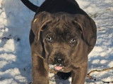 Des chiots Cane Corso LOF disponible &agrave; la vente