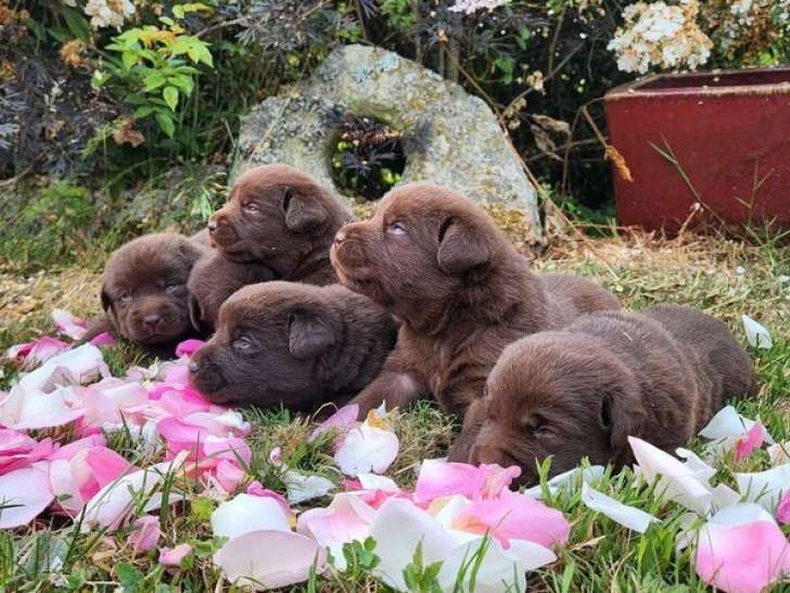 À vendre : 9 chiots Labrador Retrievers chocolat LOF