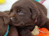 À vendre : 9 chiots Labrador Retrievers chocolat LOF