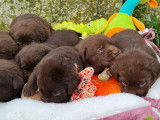À vendre : 9 chiots Labrador Retrievers chocolat LOF