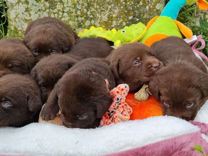 Des chiots mâles Labrador Retrievers LOF à acheter