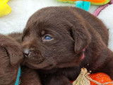 Des chiots mâles Labrador Retrievers LOF à acheter