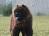 Un chien Chow Chow mâle de couleur noire LOF à vendre
