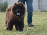 Un chien Chow Chow mâle de couleur noire LOF à vendre