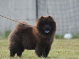 Un chien Chow Chow mâle de couleur noire LOF à vendre