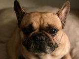 Mâle Bouledogue Français pour saillie