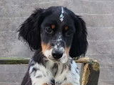 À vendre : 2 chiots Setters Anglais LOF tricolor