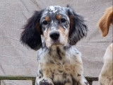 À vendre : 2 chiots Setters Anglais LOF tricolor