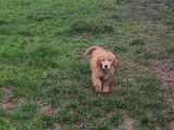3 chiots Golden Retrievers LOF mâles disponibles à la vente
