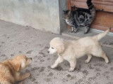 3 chiots Golden Retrievers LOF mâles disponibles à la vente