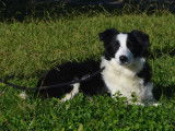 Un chiot femelle Border Collie LOF noir et blanc disponible à l'achat