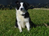 Un chiot femelle Border Collie LOF noir et blanc disponible à l'achat
