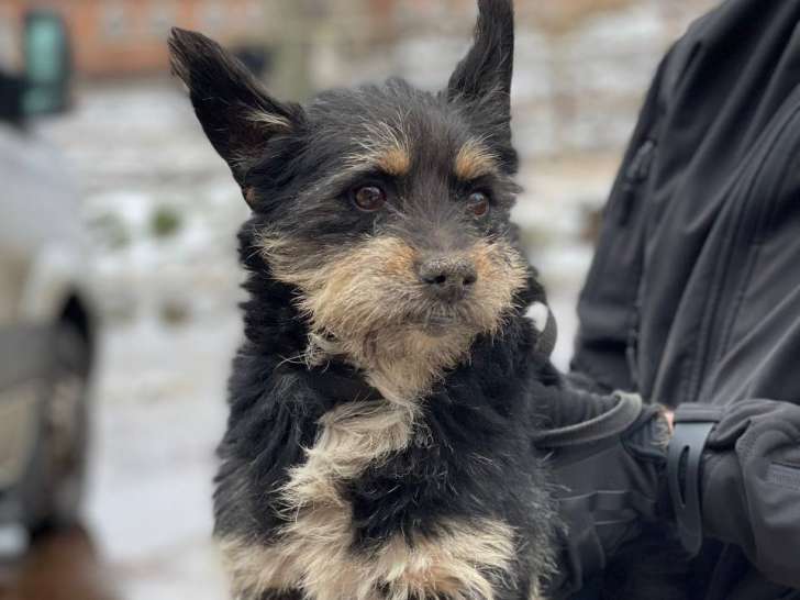À adopter : chien de 6 ans