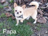 Papa