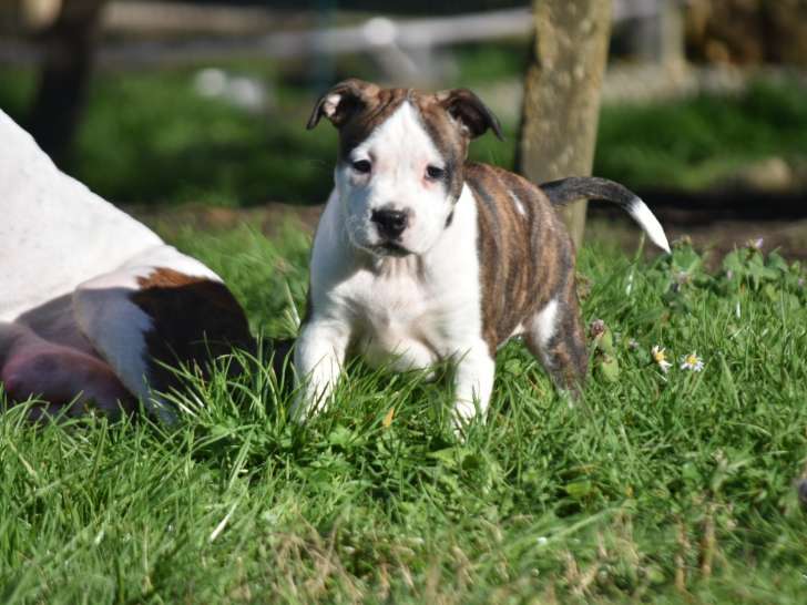 Chiots American Staffordshire Terrier LOF à vendre