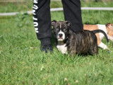 Chiots American Staffordshire Terrier LOF à vendre