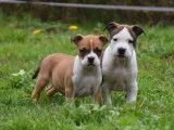 Chiots American Staffordshire Terrier LOF à vendre