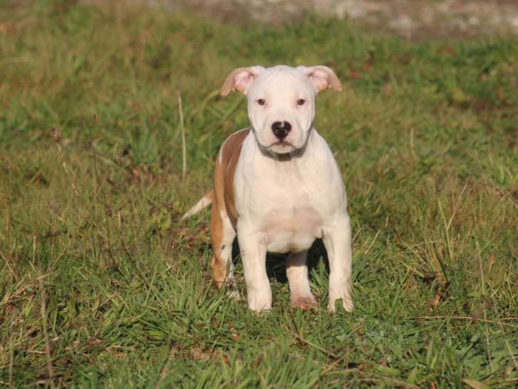 Chiot mâle American Staffordshire Terrier LOF à vendre