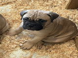 Chiots de race Bullmastiff à vendre (3 femelles & 4 mâles)