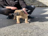 Chiots de race Bullmastiff à vendre (3 femelles & 4 mâles)