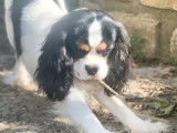 Magnifique Cavalier King Charles disponible pour saillie