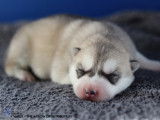 Chiots Husky LOF à vendre