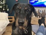 Chien Beauceron de 2 ans à vendre