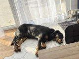 Chien Beauceron de 2 ans à vendre