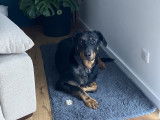 Chien Beauceron de 2 ans à vendre