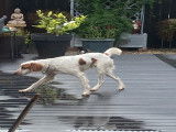 Chien adulte de race Épagneul Breton Mâle à donner