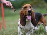Mâle Basset Hound disponible pour saillie