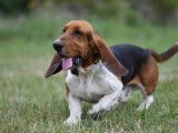 Mâle Basset Hound disponible pour saillie
