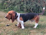 Mâle Basset Hound disponible pour saillie