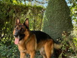 Étalon Berger Allemand LOF disponible pour saillie