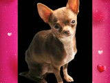 Chiot de type Chihuahua m&acirc;le &agrave; vendre