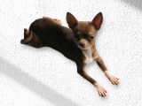 Chiot de type Chihuahua m&acirc;le &agrave; vendre