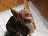 Chiot de type Chihuahua m&acirc;le &agrave; vendre