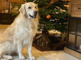 Mâle Golden Retriever disponible pour saillie