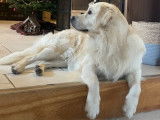 Mâle Golden Retriever disponible pour saillie