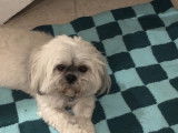 Mâle Lhassa Apso disponible pour saillie
