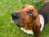 Basset Hound m&acirc;le disponible pour saillie
