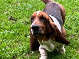 Basset Hound m&acirc;le disponible pour saillie