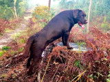 Etalon Labrador chocolat LOF disponible pour saillie