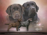 Etalon Labrador chocolat LOF disponible pour saillie