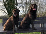Etalon Labrador chocolat LOF disponible pour saillie