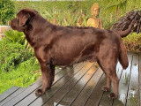 Etalon Labrador chocolat LOF disponible pour saillie