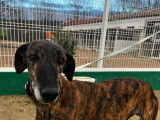 JINKS, sympathique Galgo Espagnol à adopter