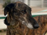 JINKS, sympathique Galgo Espagnol à adopter
