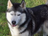 Husky