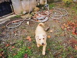 En quête d’un foyer : chienne âgée de 10 ans